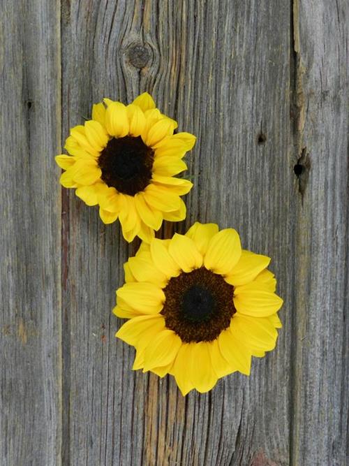 15 LARGE & 15 PETITE YELLOW SUNFLOWERS